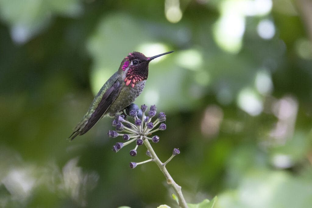 anna's hummingbird in south carolina