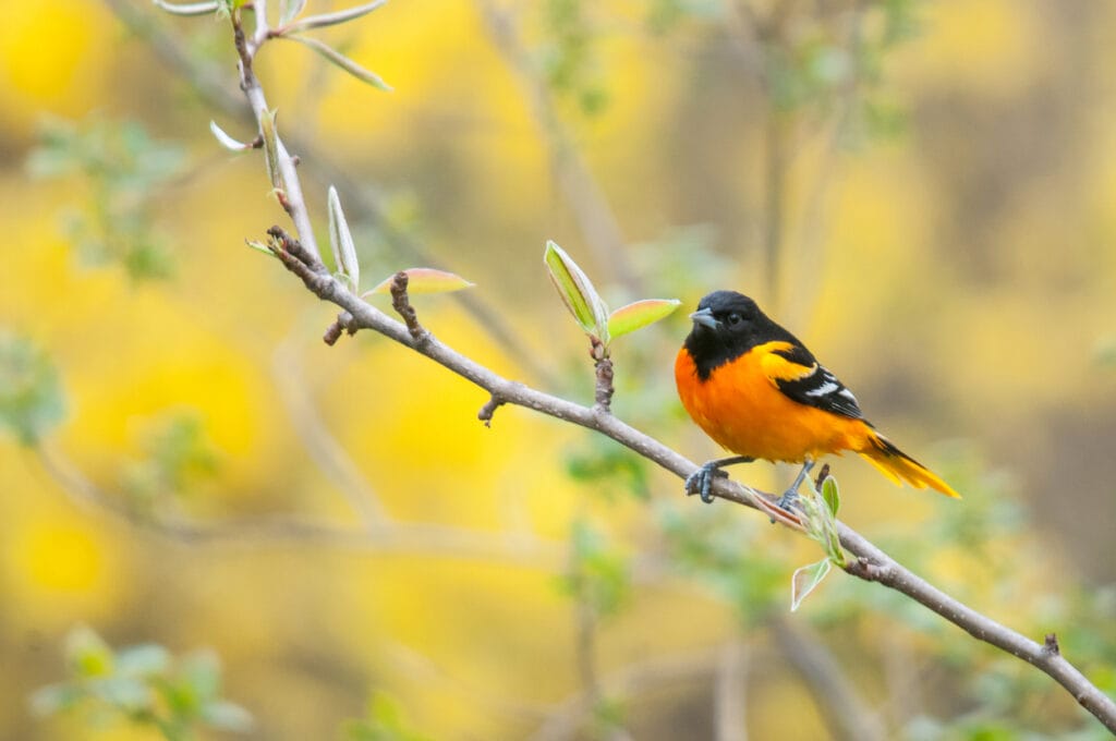 baltimore oriole in tree