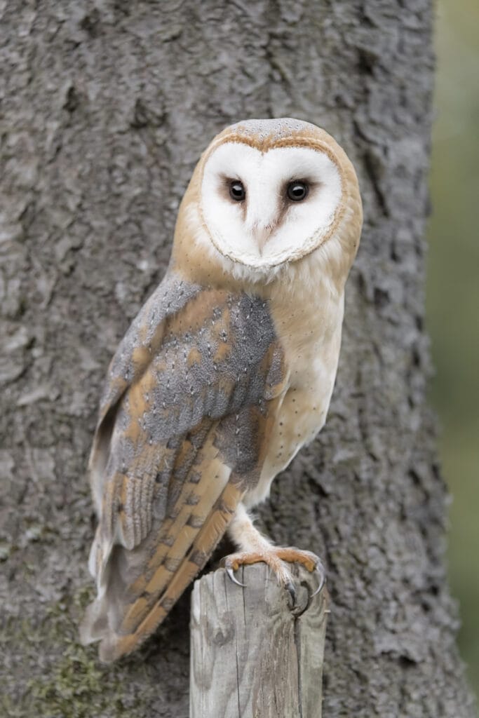 barn owl against a tree