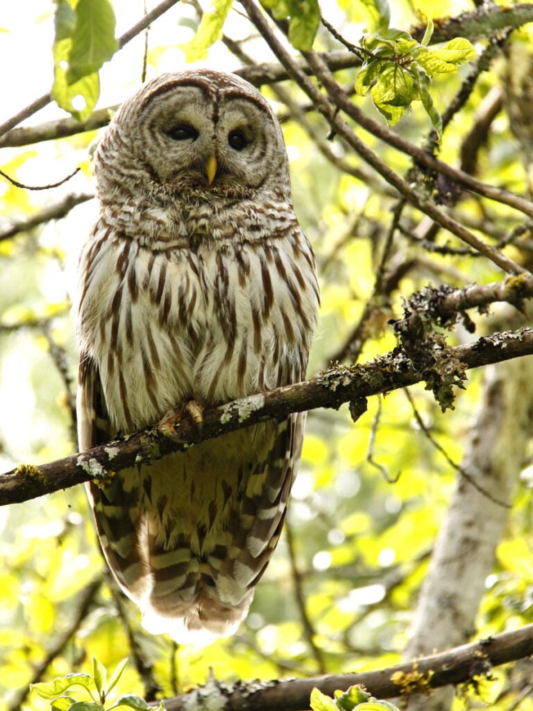 barred owl portrait