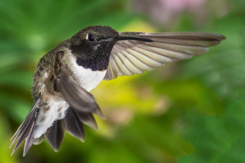 Black-Chinned Hummingbird Searching for Nectar in the Green Garden