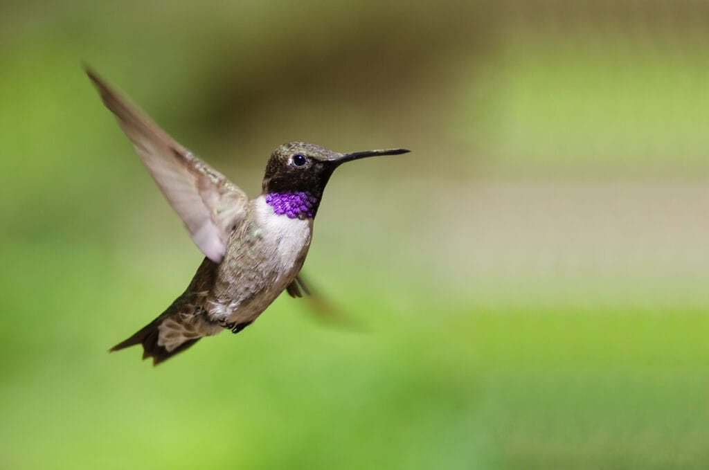 black-chinned hummingbird close up