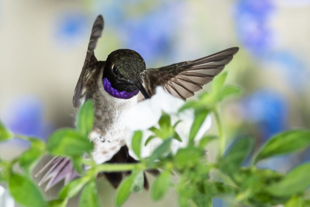 Black-Chinned Hummingbird Searching for Nectar