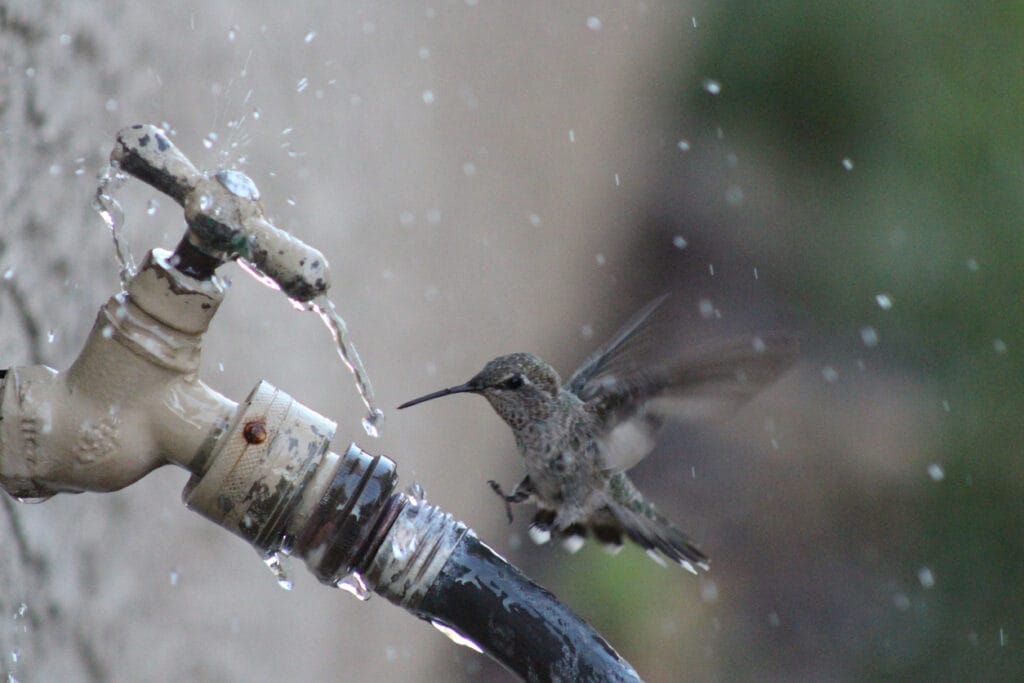 black-chinned hummingbird drinking water