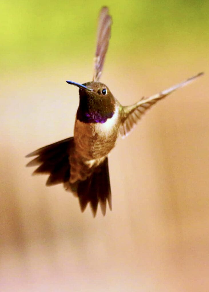 black chinned hummingbird in oregon