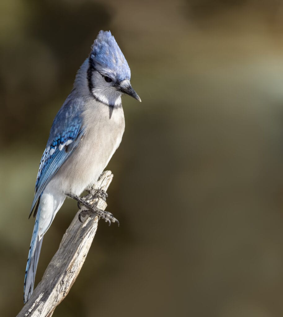 blue jay in maryland