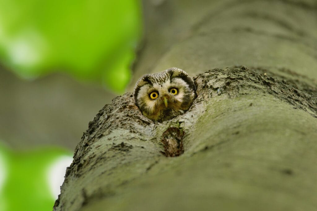 boreal owl in tree