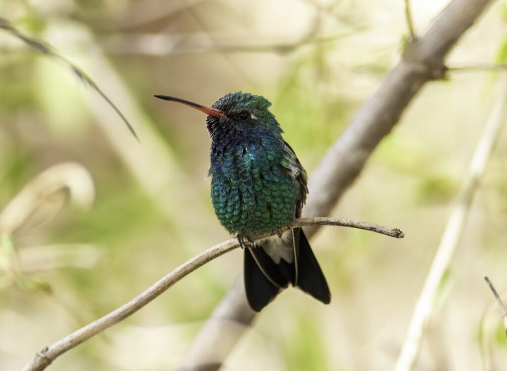 broad billed hummingbird close up