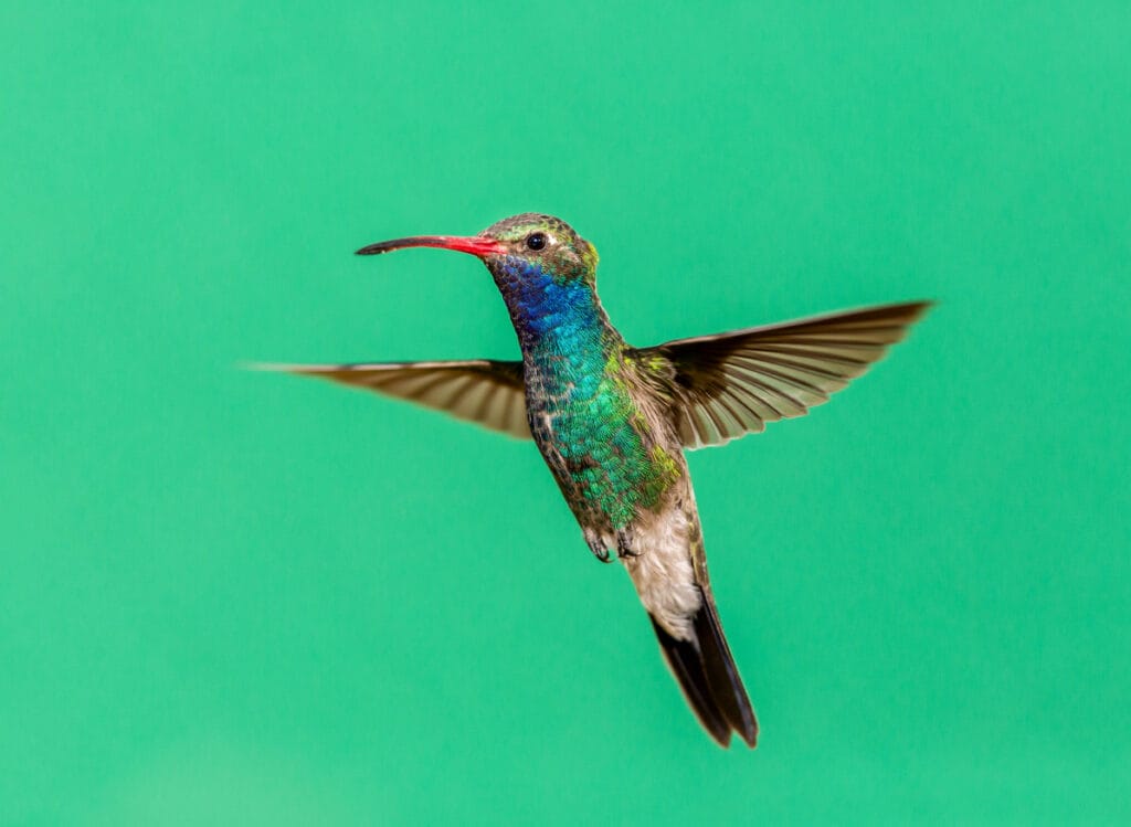broad billed hummingbird in illinois