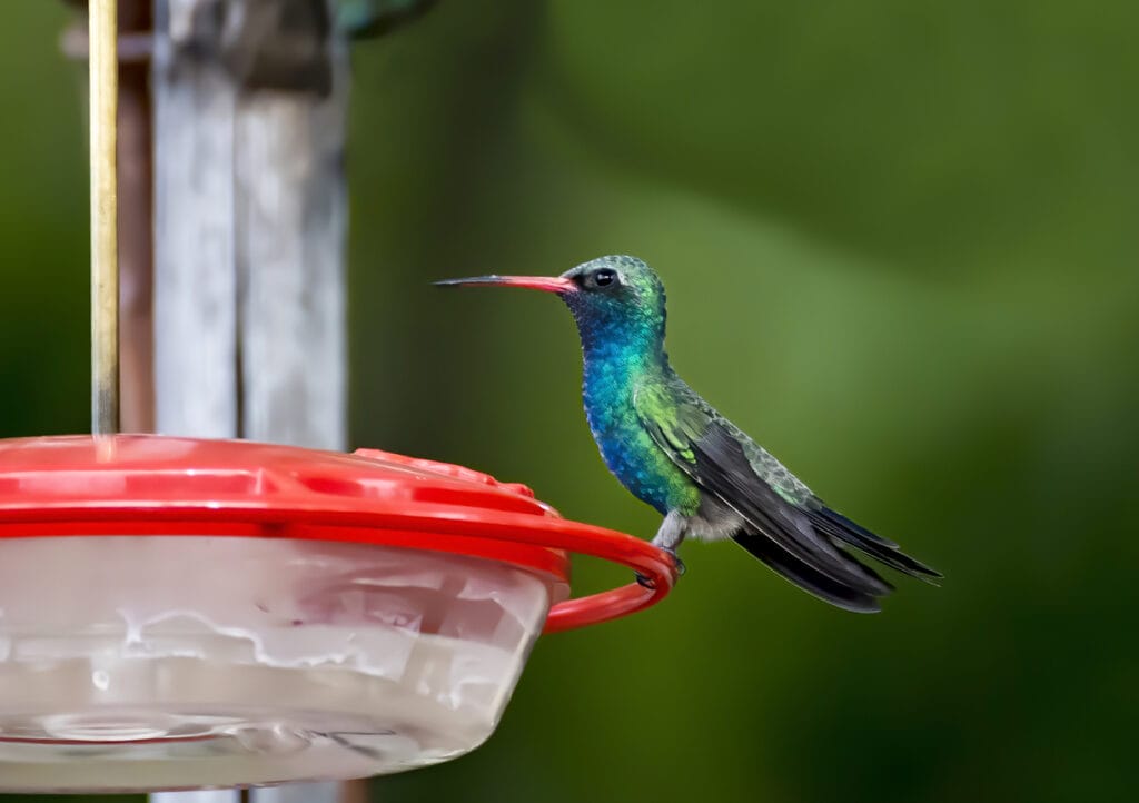 Broad Billed Hummingbird with Bright Feathers on Feeder