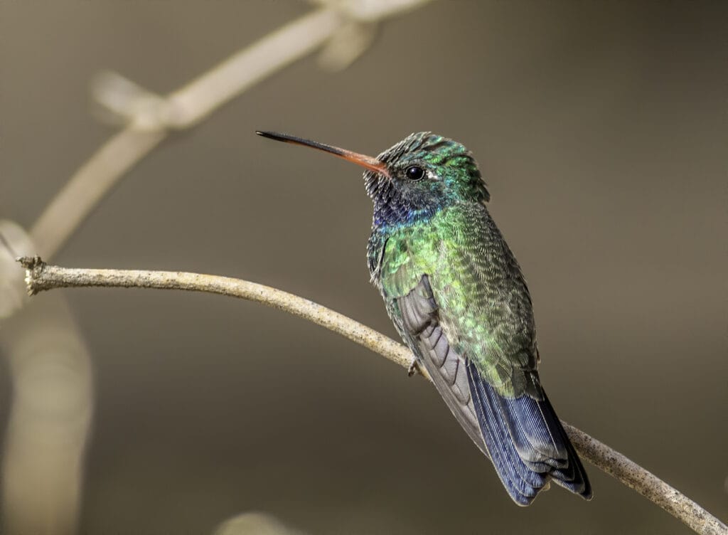 broad billed hummingbird perched