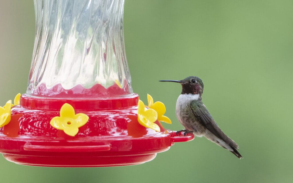 broad tailed hummingbird feeding