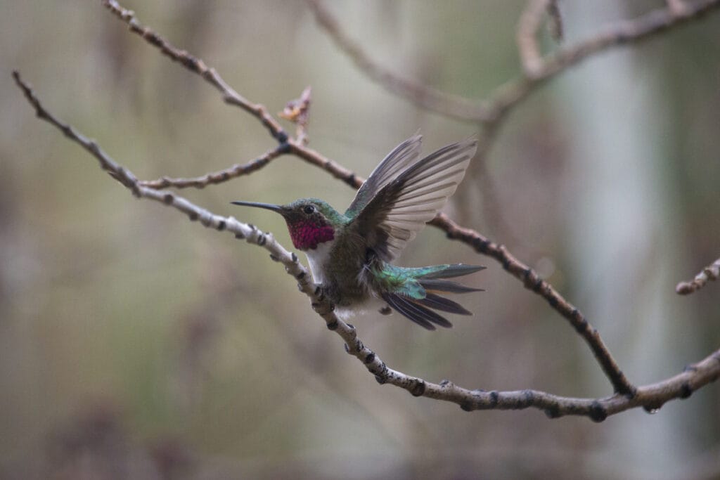 Broad-tailed Hummingbird flapping its wings