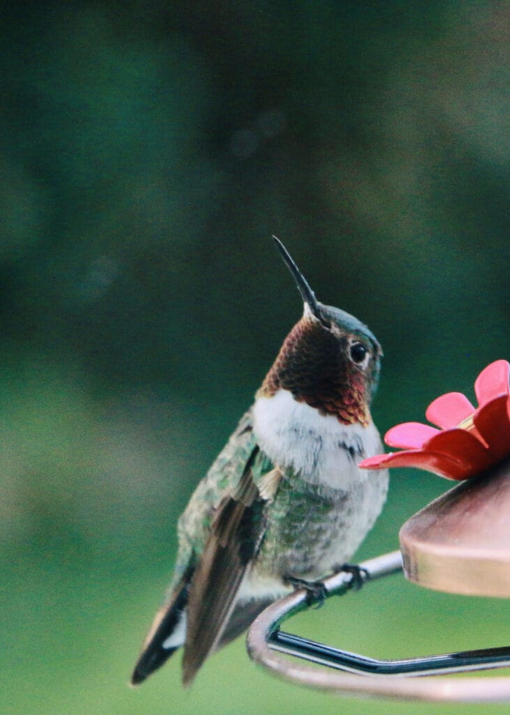 broad-tailed hummingbird looking up