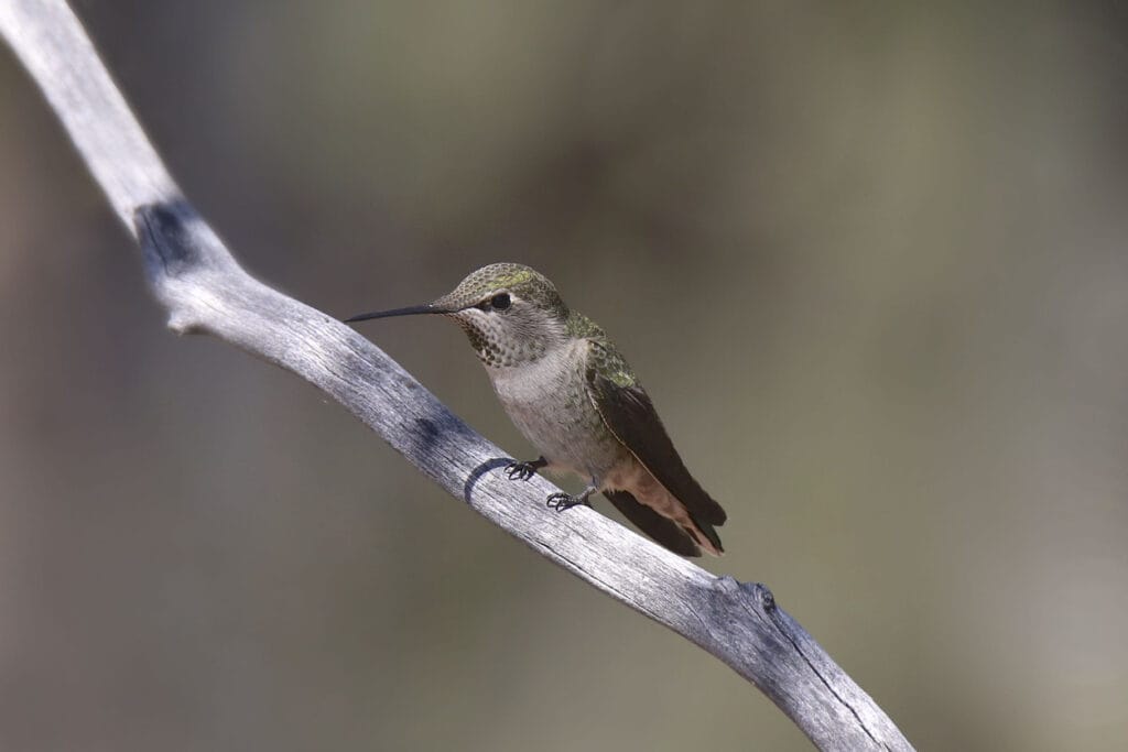 broad-tailed hummingbird perched