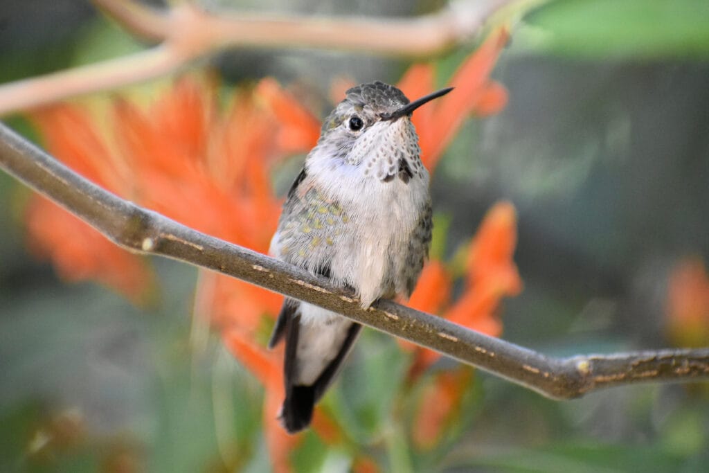 broad-tailed hummingbird with flowers