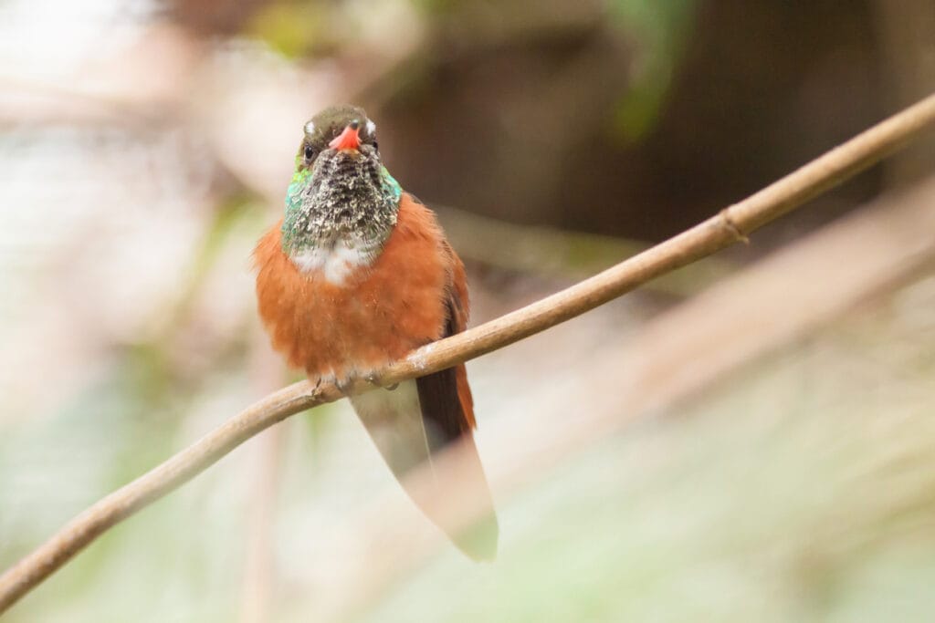 buff bellied hummingbird in georgia