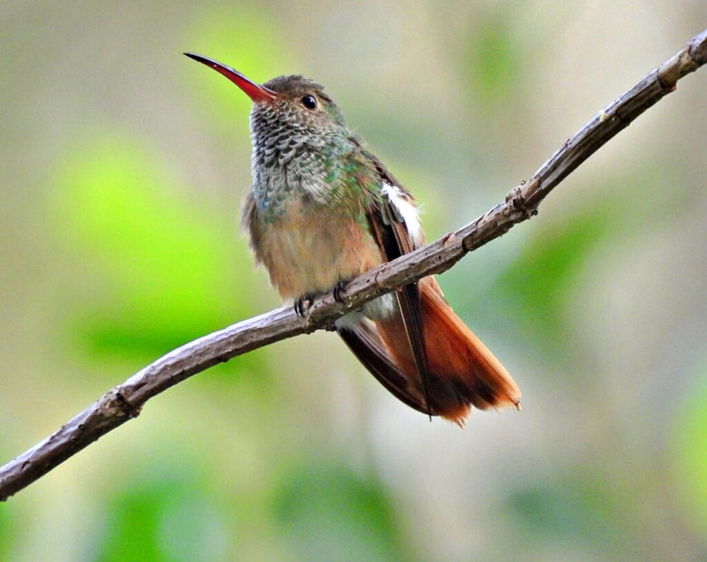 buff bellied hummingbird on twig