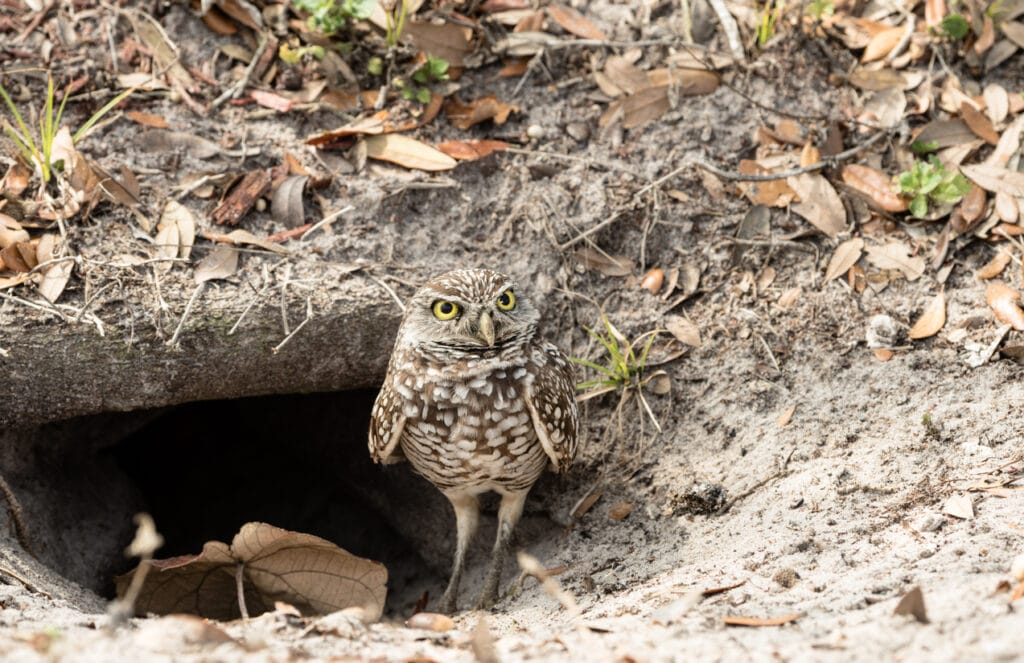 burrowing owl in alabama