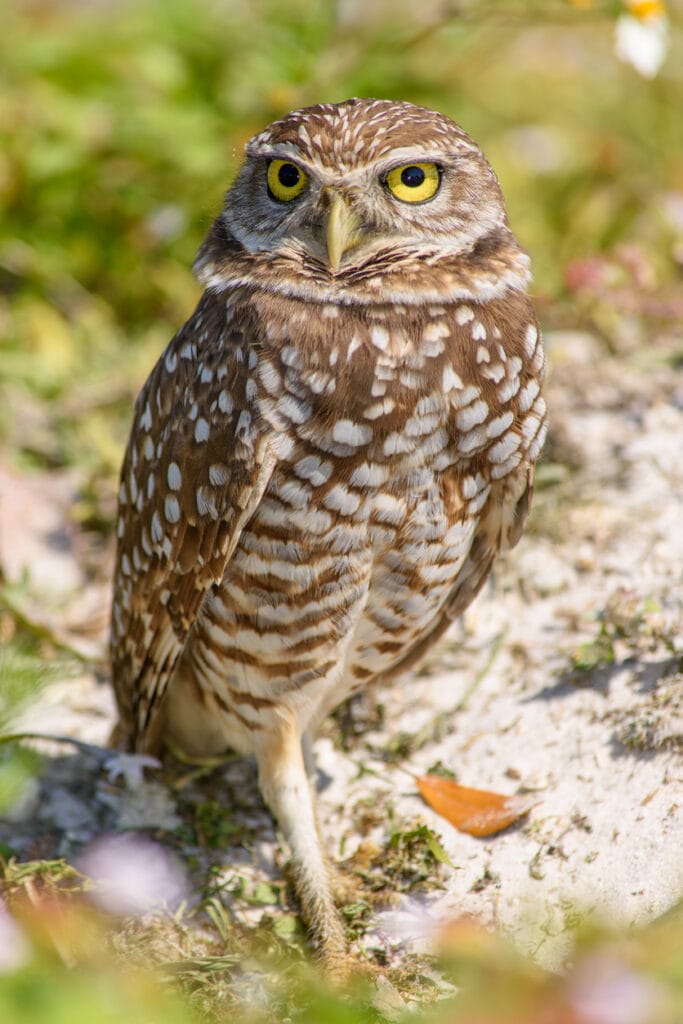 burrowing owl in new hampshire