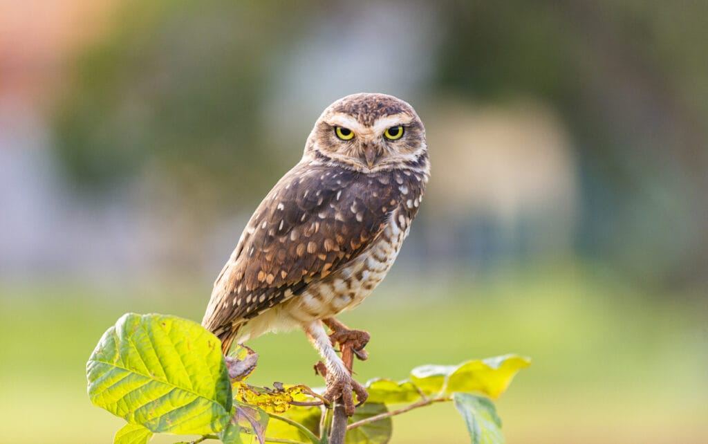 burrowing owl on a branch