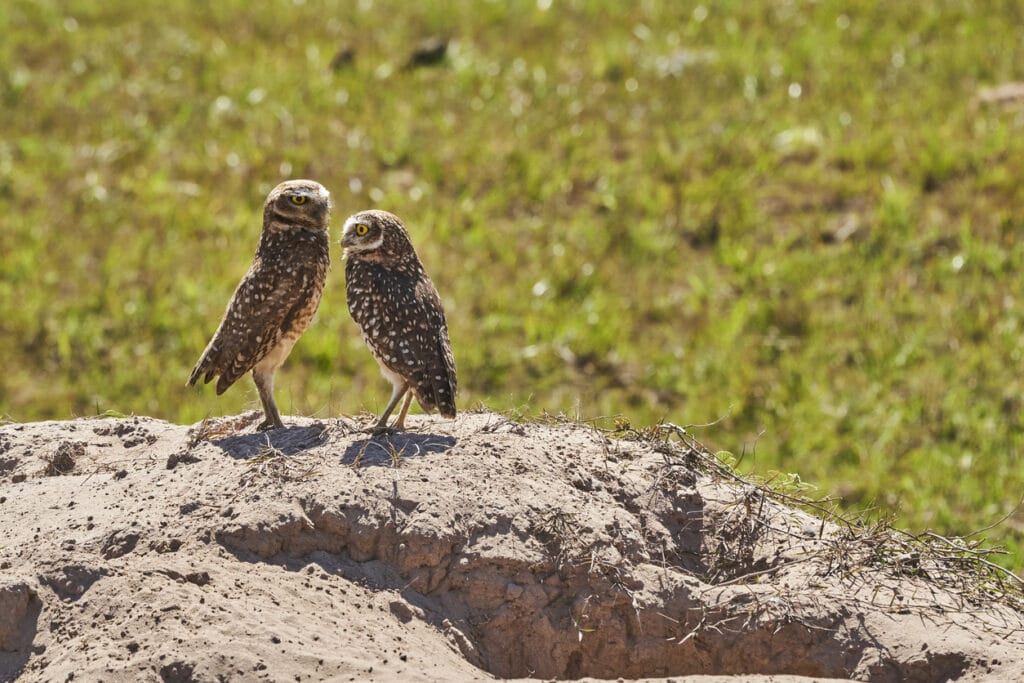 burrowing owls facing each other