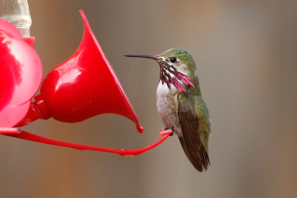calliope hummingbird at a feeder