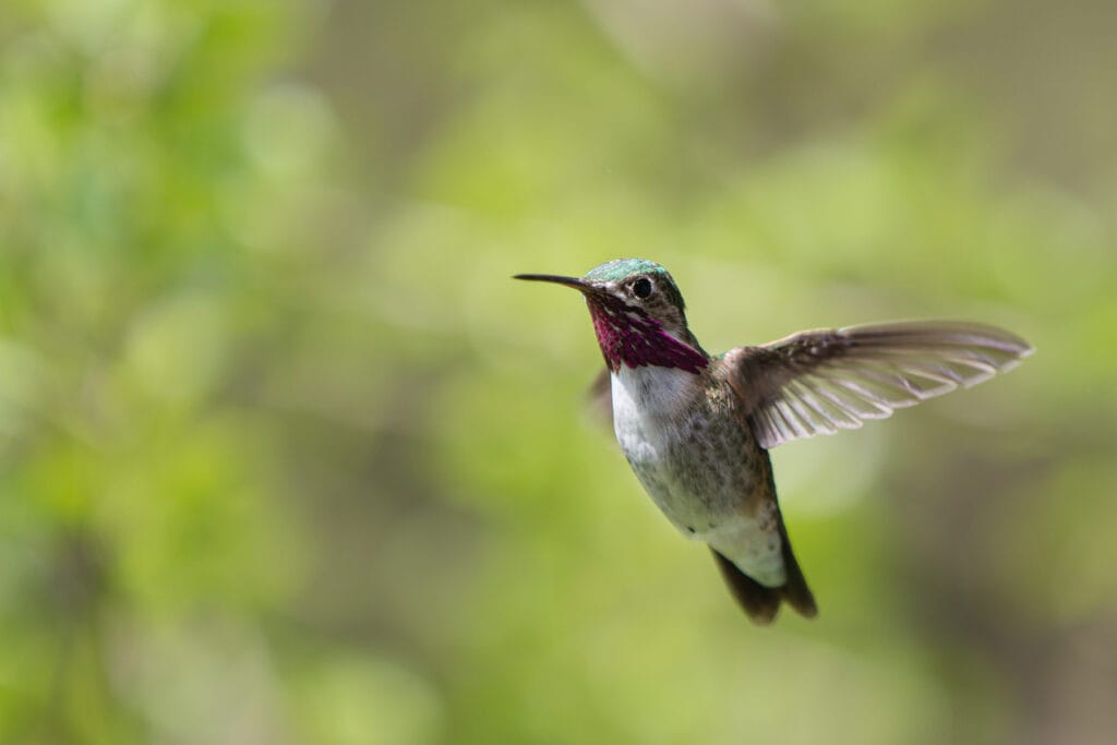 calliope hummingbird close up