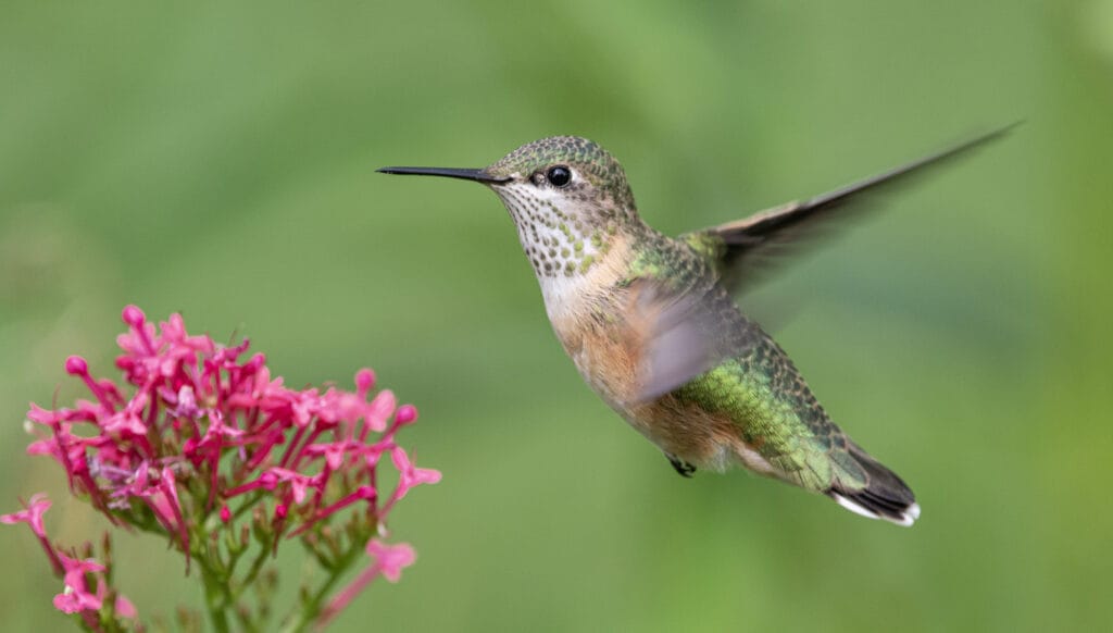 calliope hummingbird hovering
