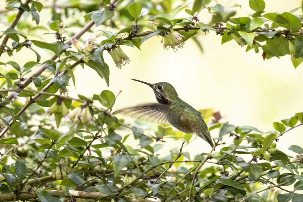 calliope hummingbird in new jersey