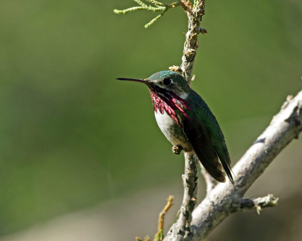 calliope hummingbird in missouri