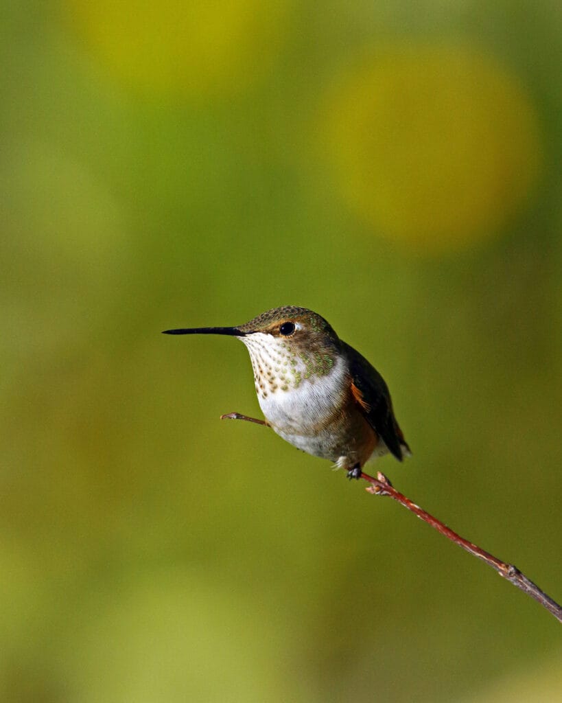 calliope hummingbird in oregon