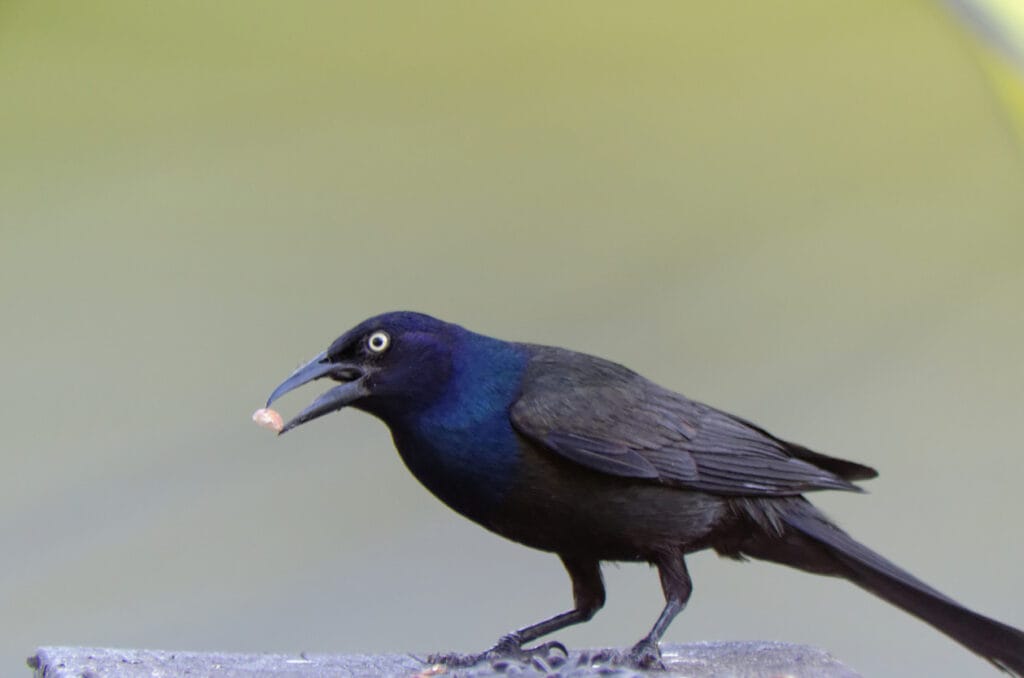 common grackle with a seed
