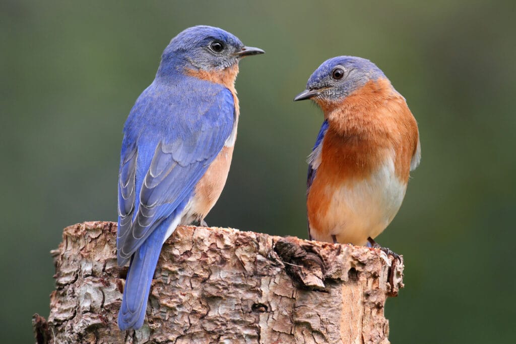 eastern bluebirds on fence