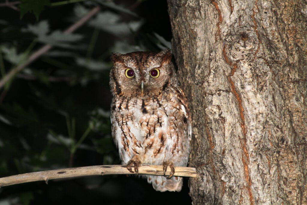 eastern screech owl at night