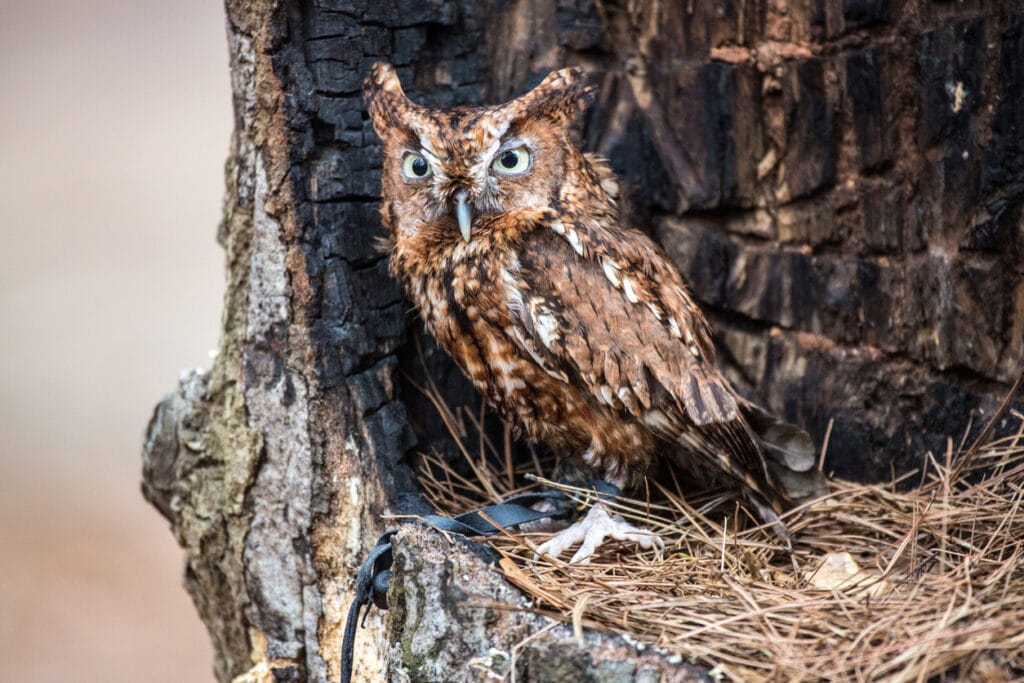eastern screech owl in nest