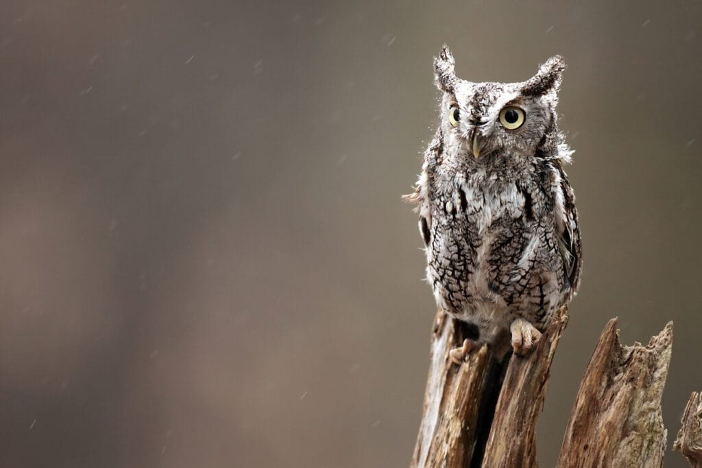 eastern screech owl in new hampshire