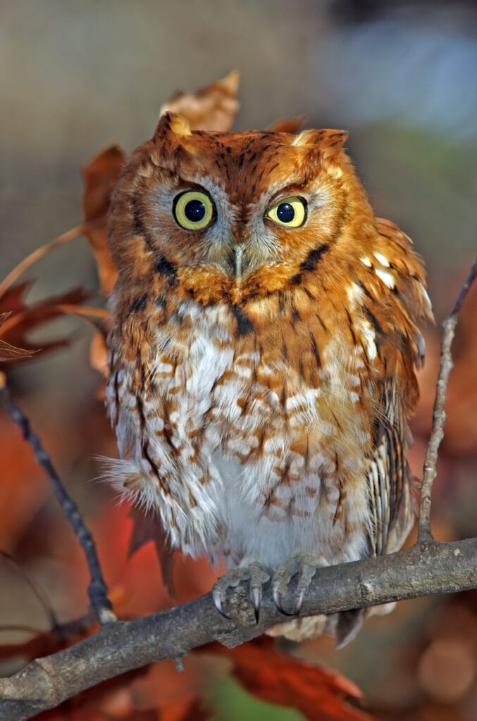 eastern screech owl in oklahoma