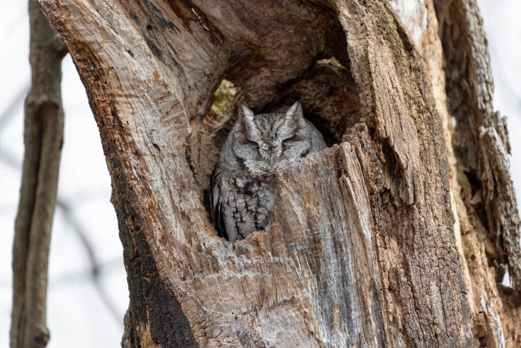 eastern screech owl sleeping