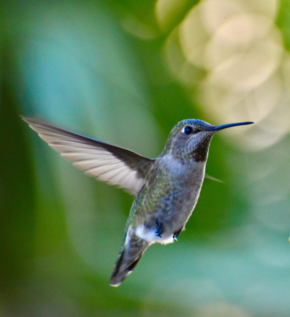 female annas hummingbird