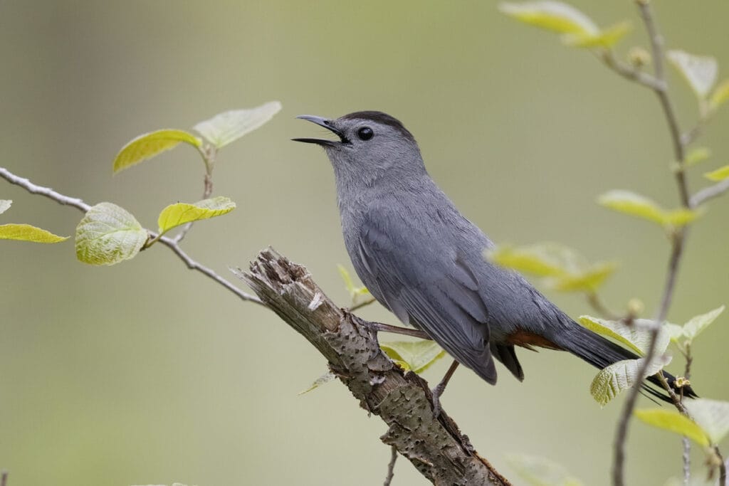 gray catbird singing