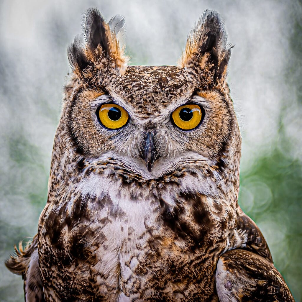 great horned owl looking at camera