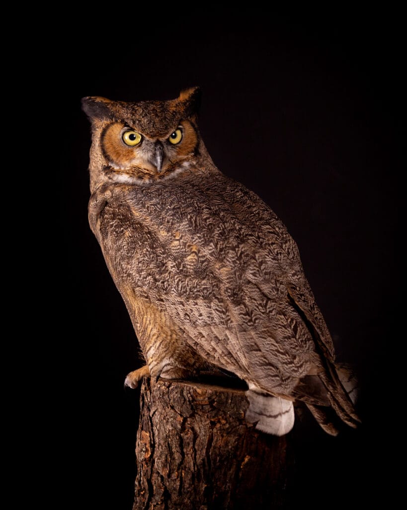 great horned owl in Louisiana 