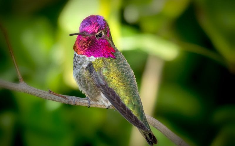 hummingbirds in Colorado
