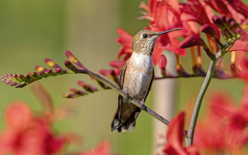 hummingbirds in Georgia