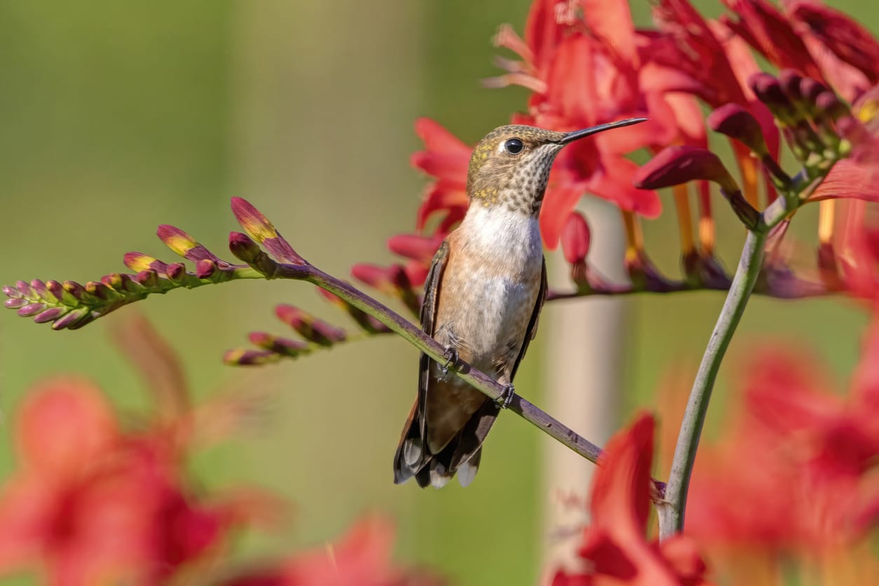 hummingbirds in Georgia