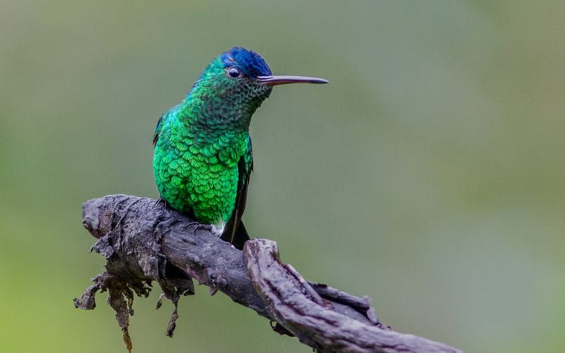 hummingbirds in Illinois