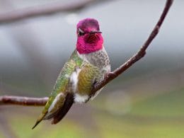 hummingbirds in Indiana
