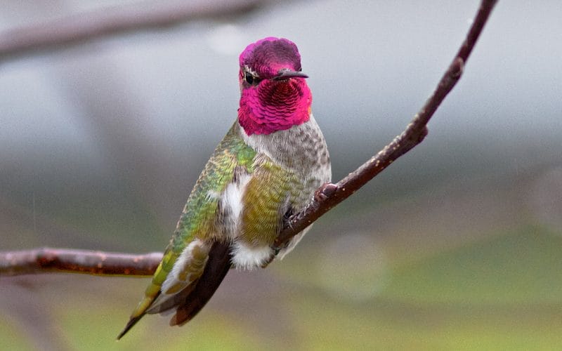 hummingbirds in Indiana