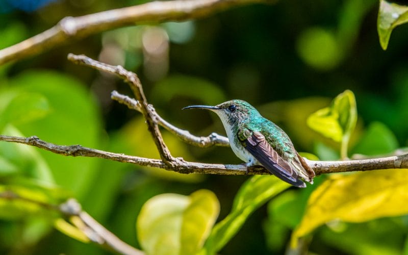 hummingbirds in Maryland
